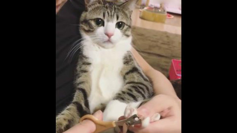 好漂亮的猫猫,还这么乖乖的剪指甲,还是第一次见